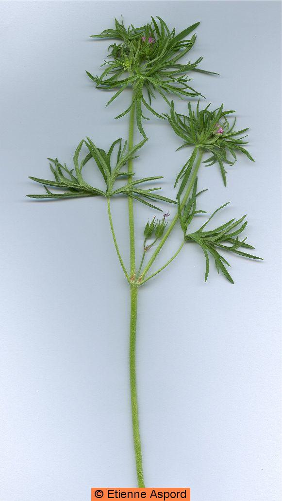 geranium dissectum