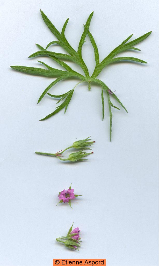 geranium dissectum