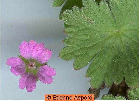 geranium molle