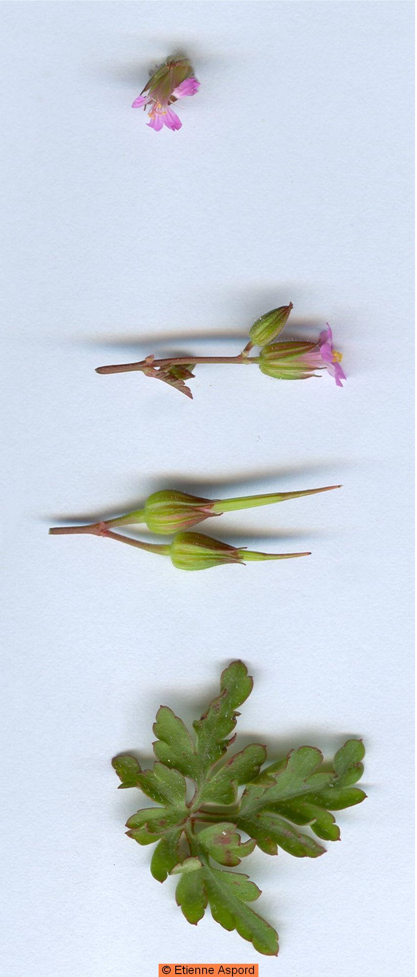 geranium robertianum 