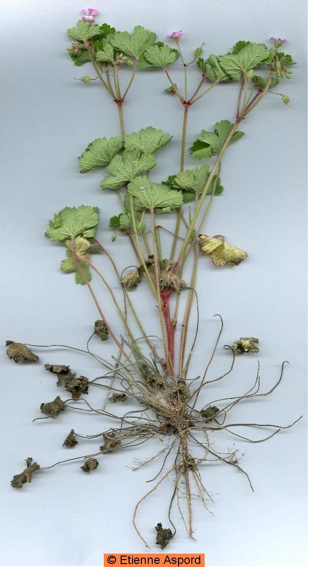 geranium rotundifolium