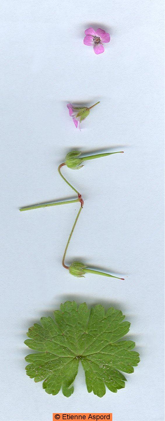 geranium rotundifolium