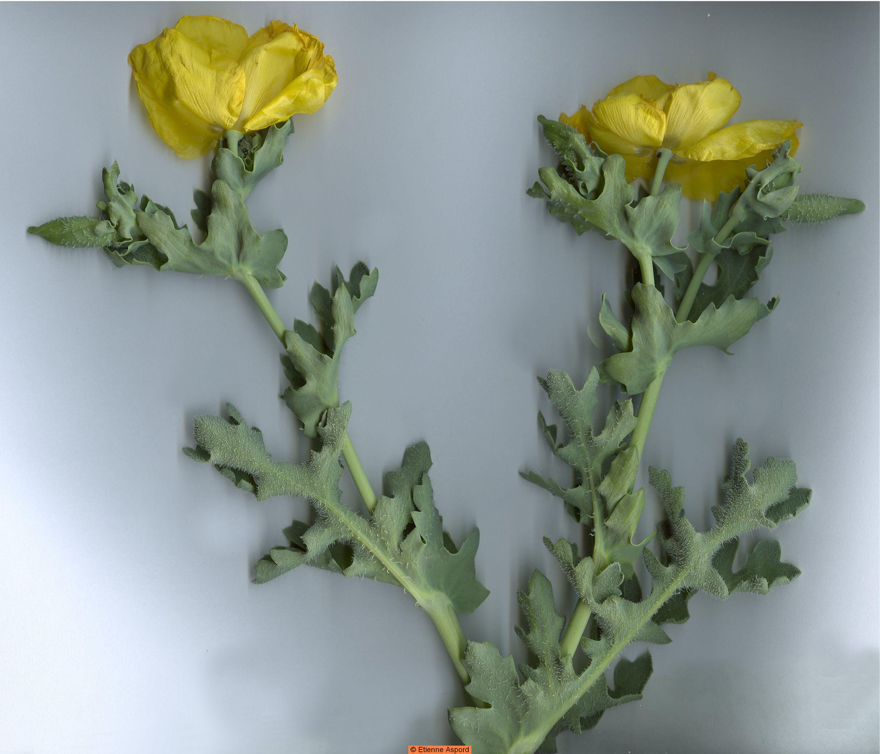 glaucium flavum