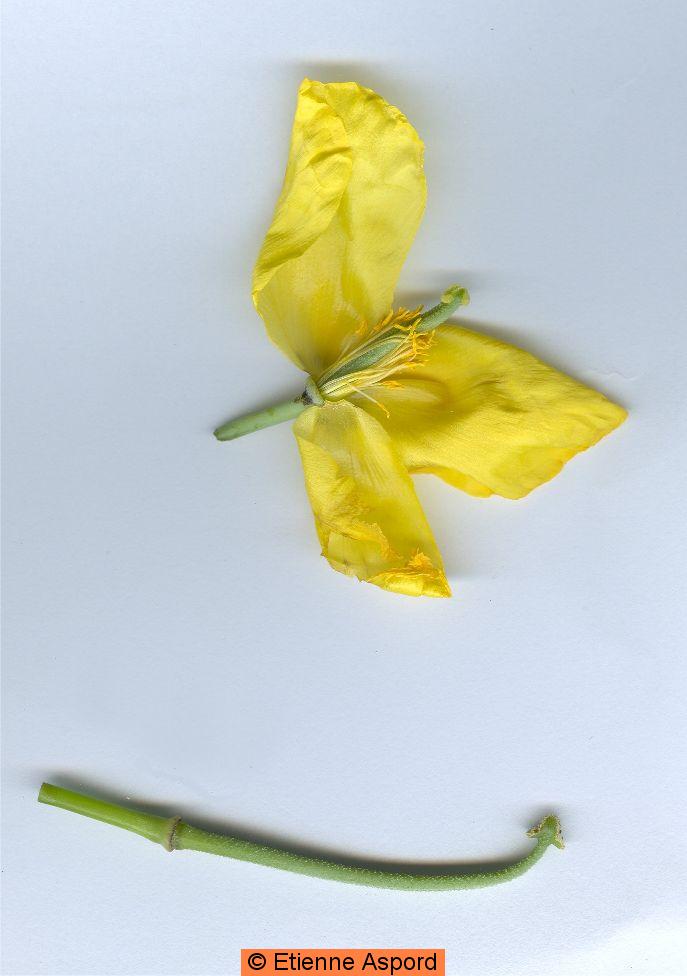 glaucium flavum