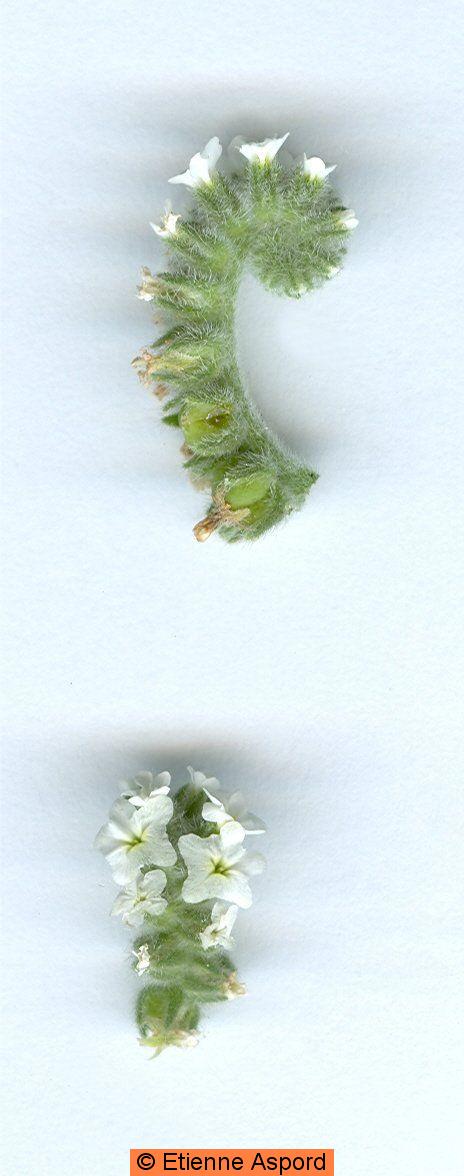heliotropium europaeum 