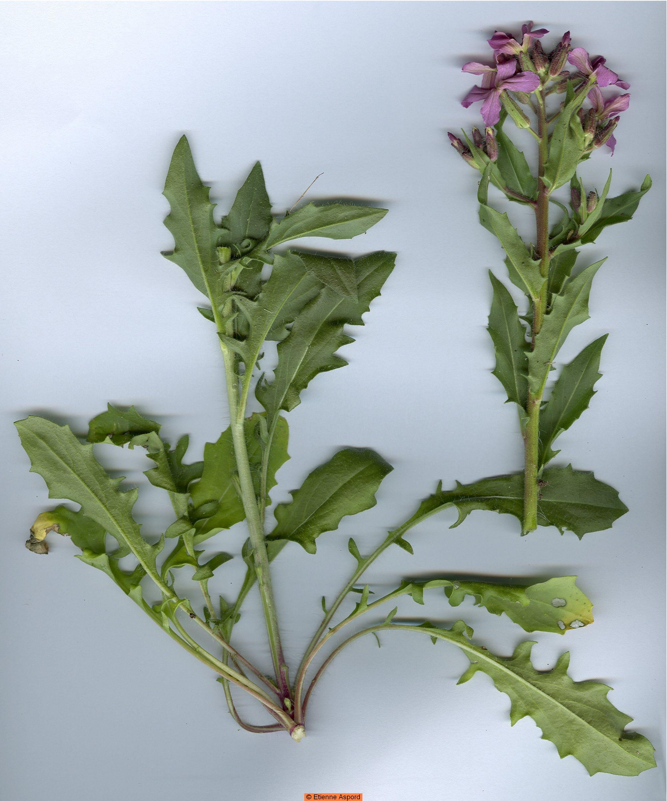 Hesperis inodoraHesperis laciniata 
