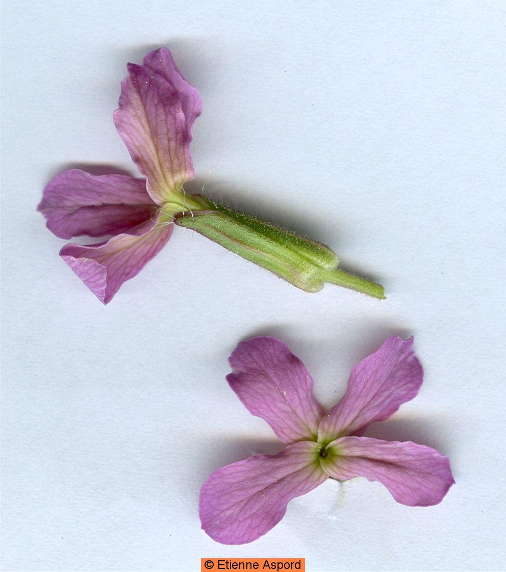 Hesperis inodoraHesperis laciniata 