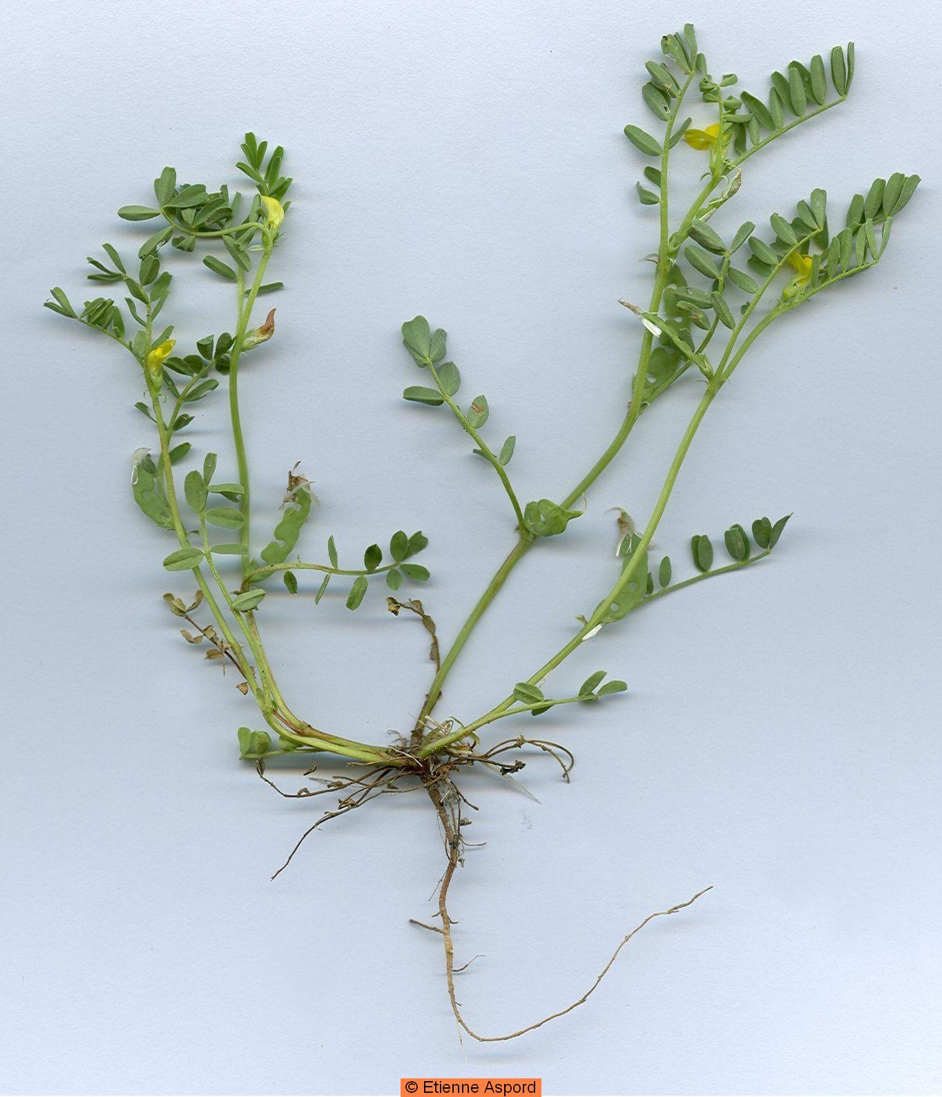 hippocrepis biflora