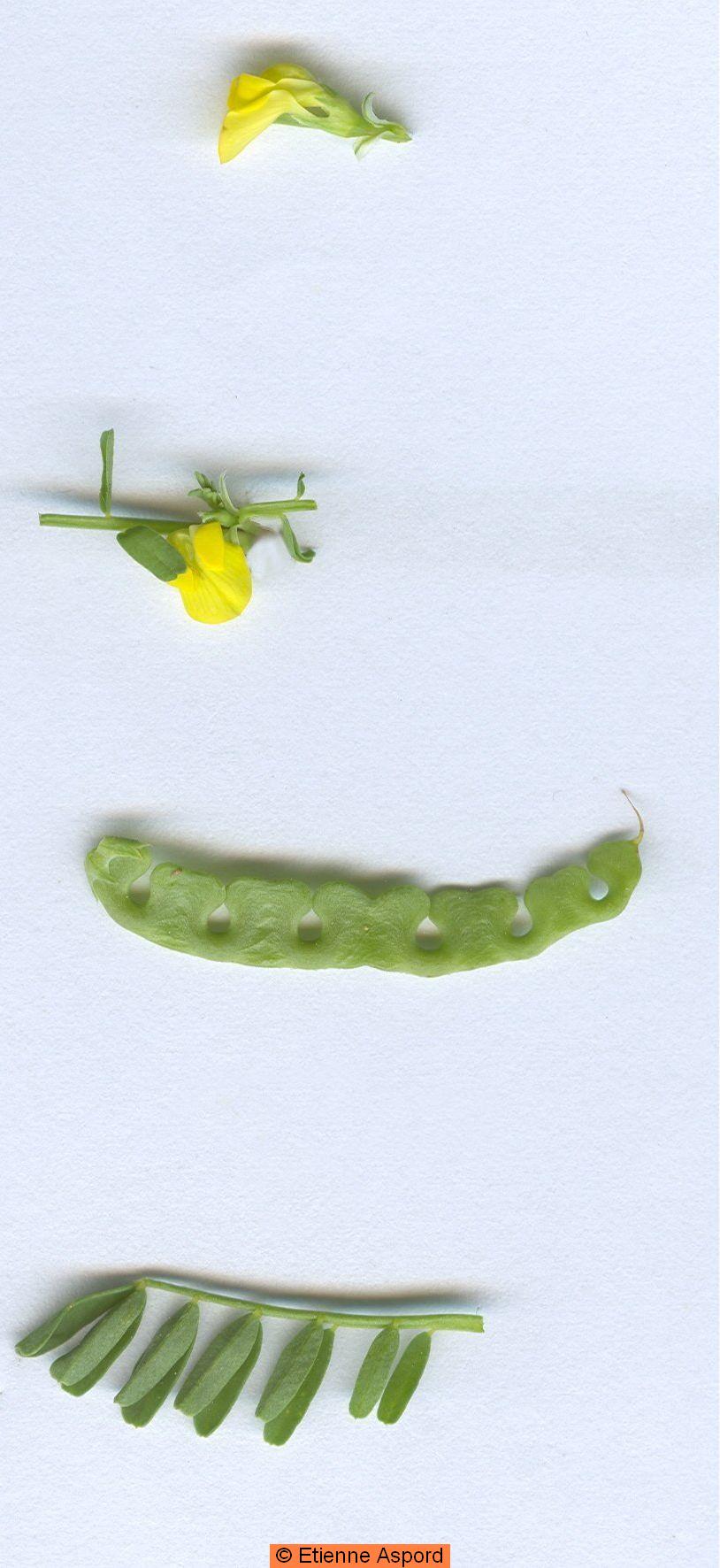 hippocrepis biflora