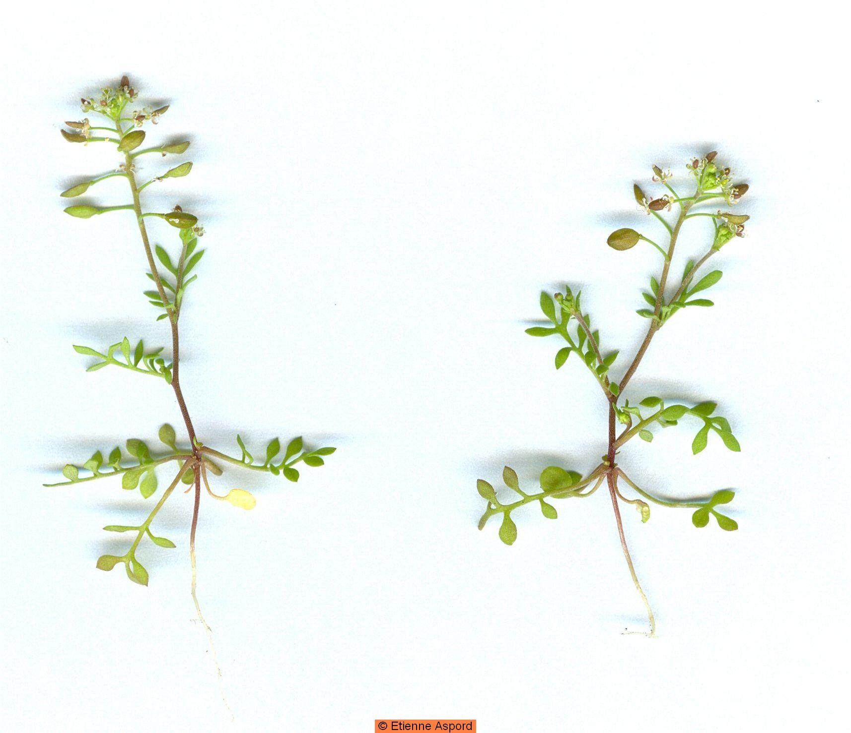 Hornungia petraeahornungia petraea