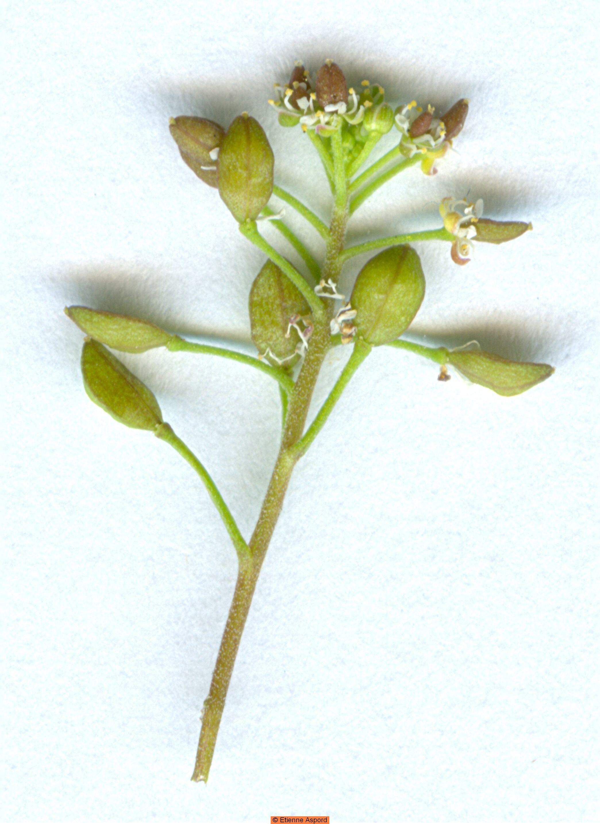 Hornungia petraeahornungia petraea