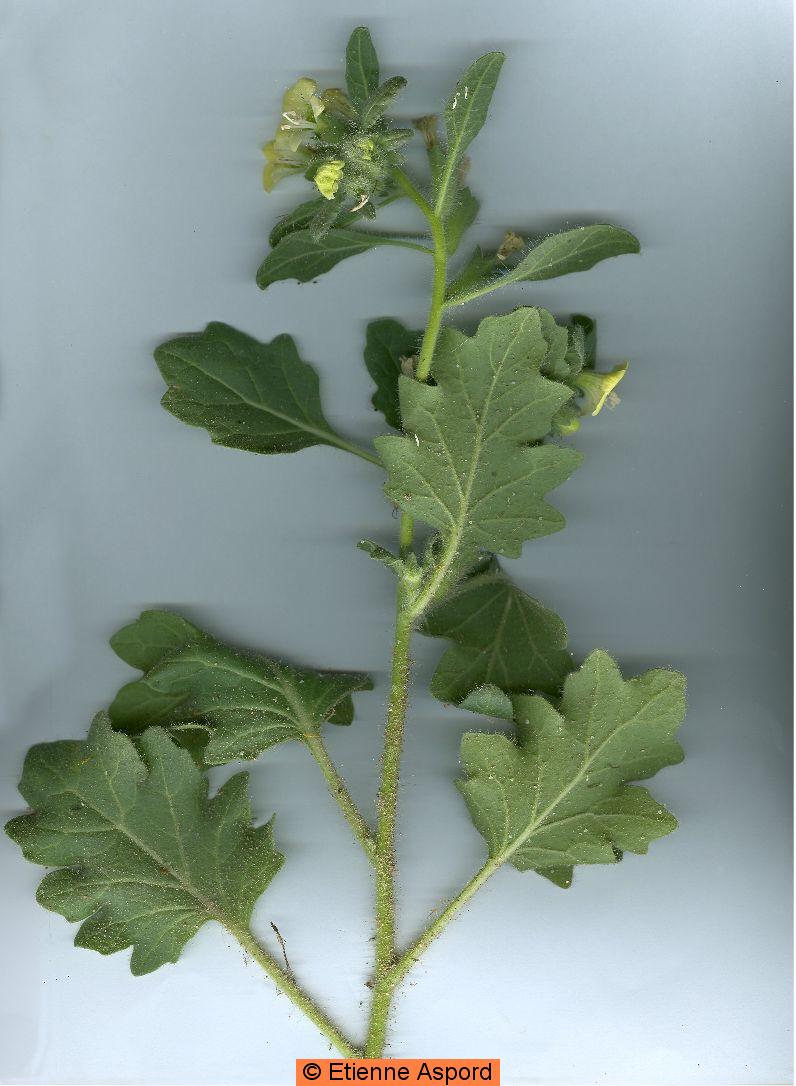 hyoscyamus albus