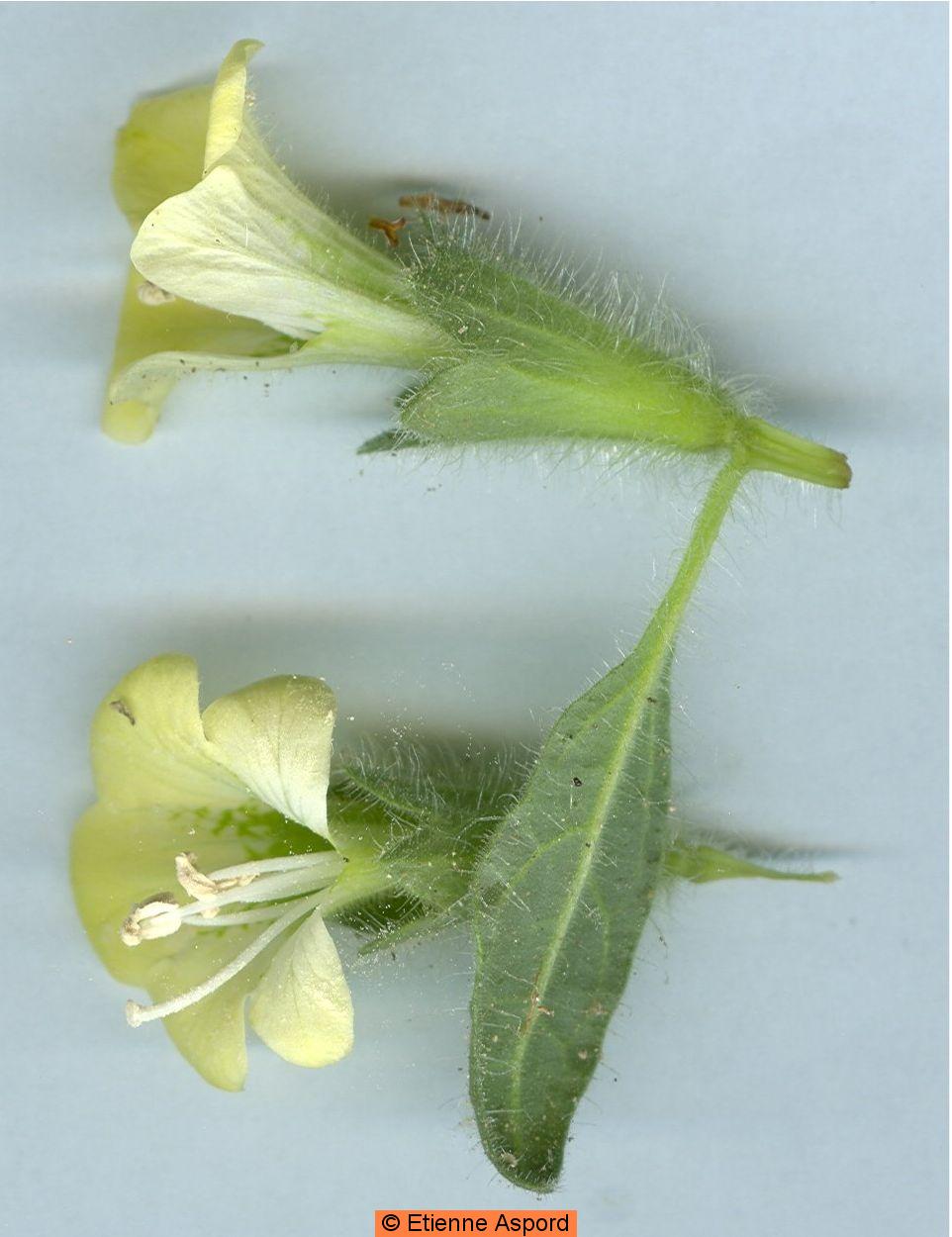 hyoscyamus albus