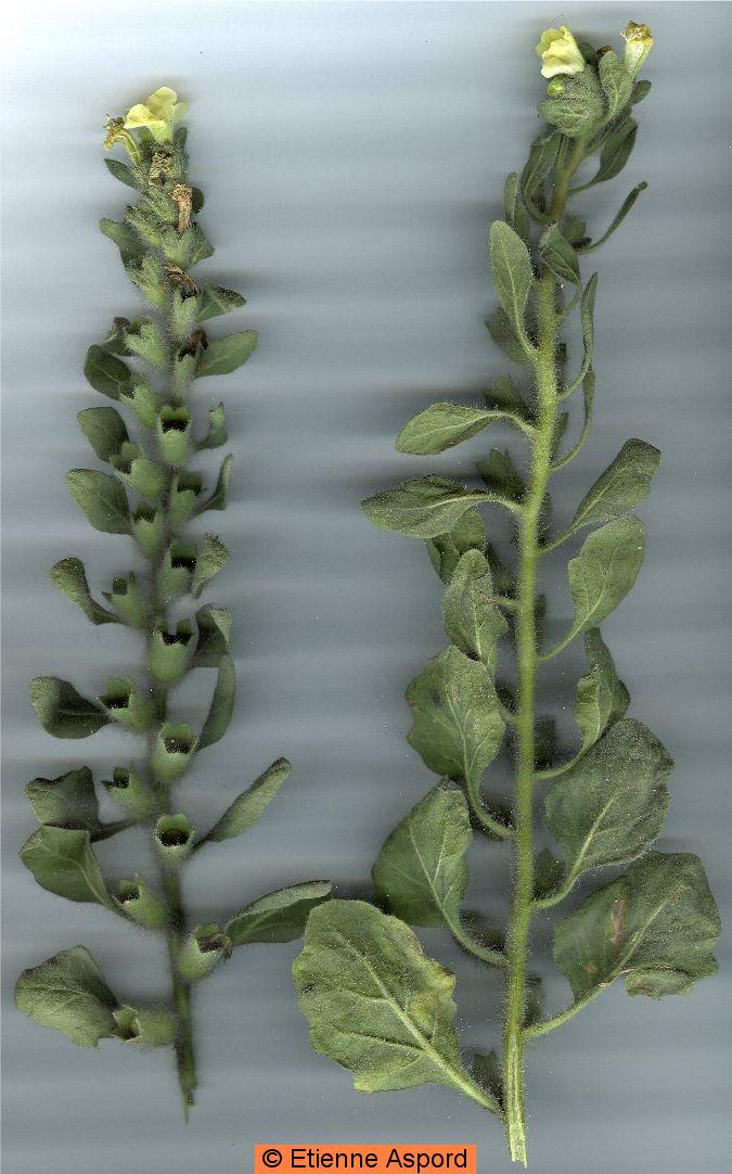 hyoscyamus albus