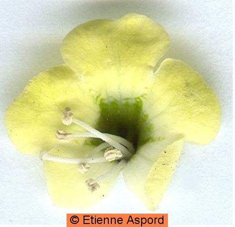 hyoscyamus albus