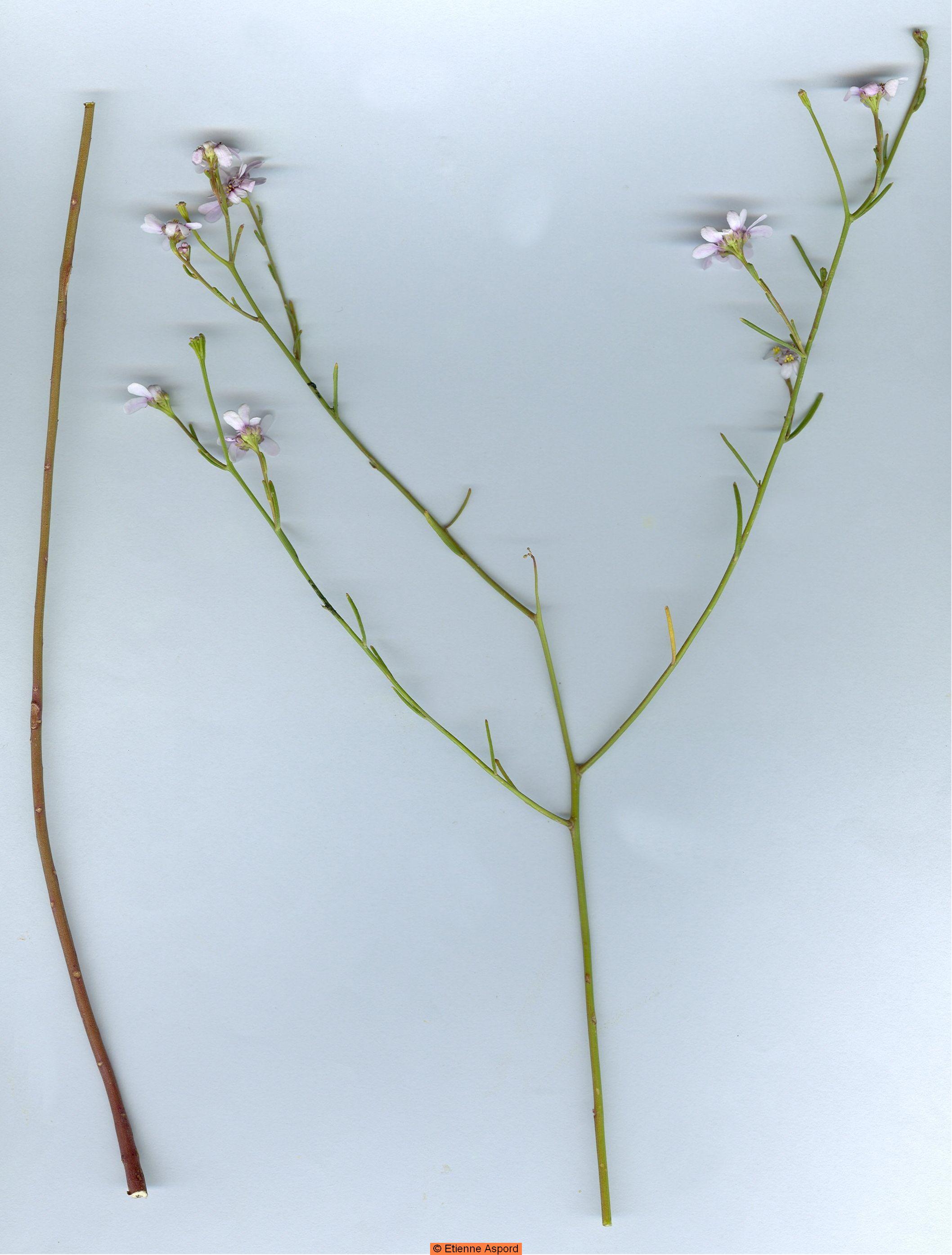 iberis stricta
