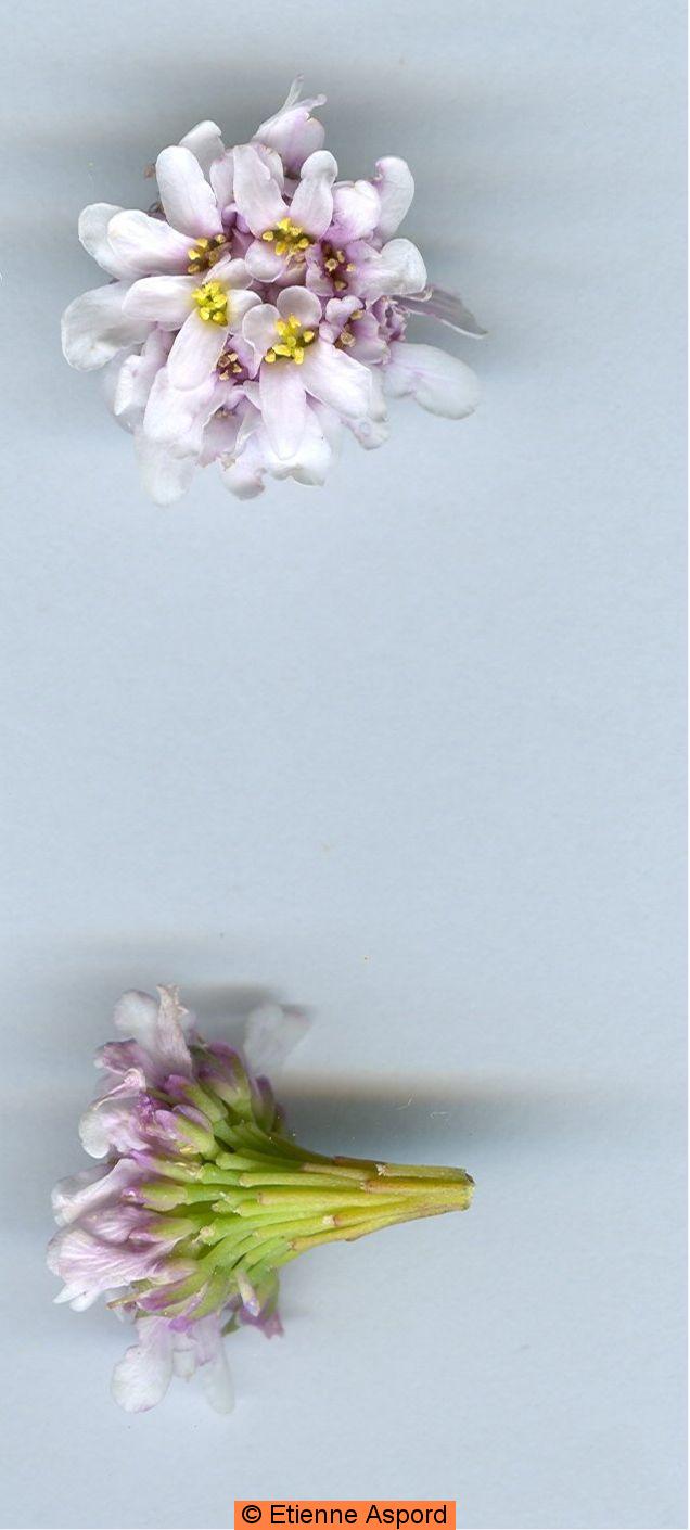 iberis stricta