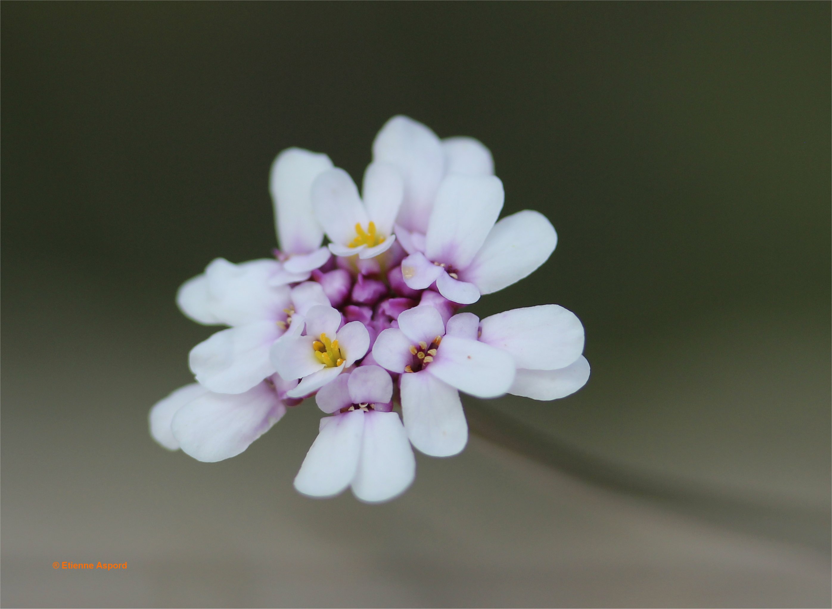 iberis stricta