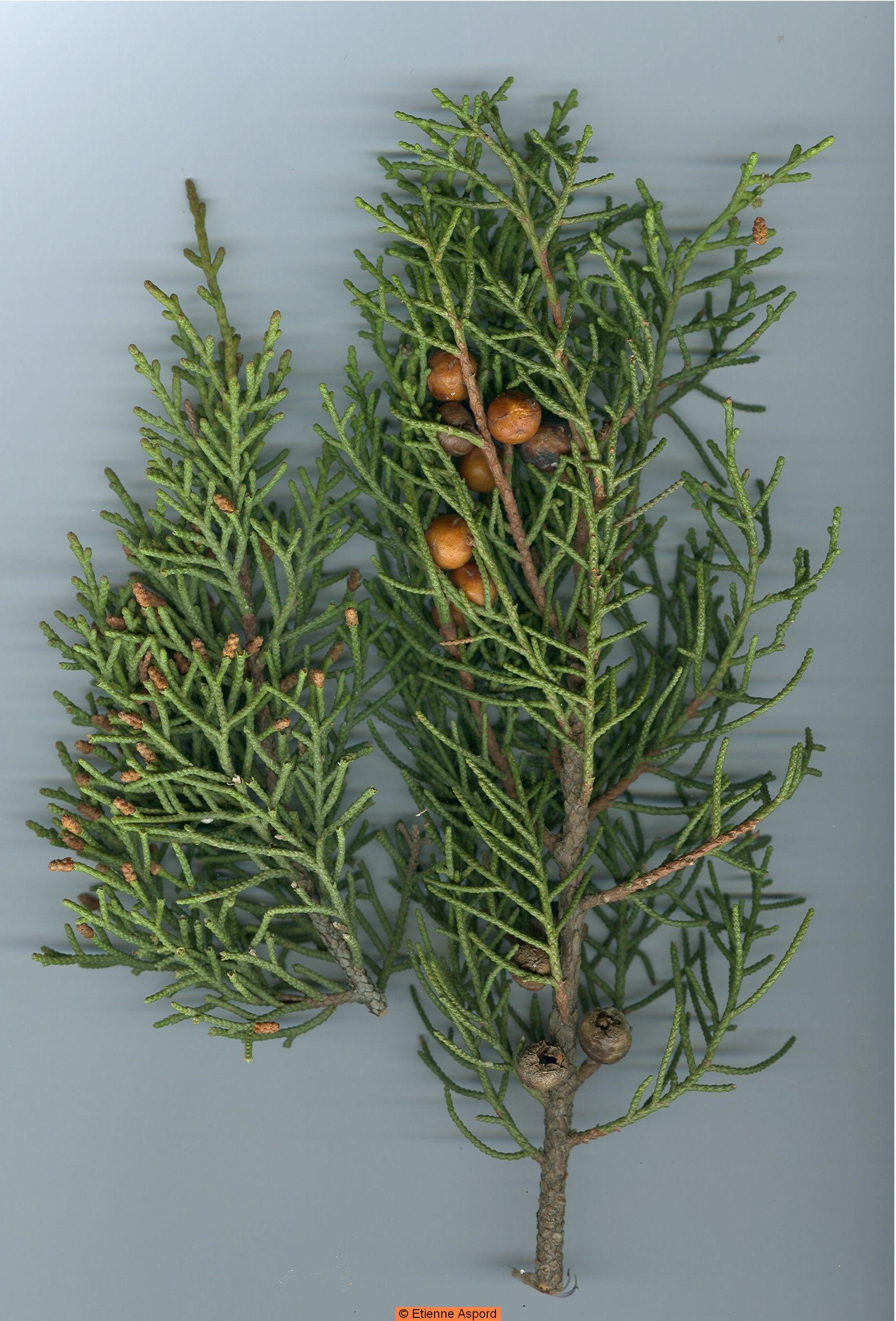 juniperus phoenicea