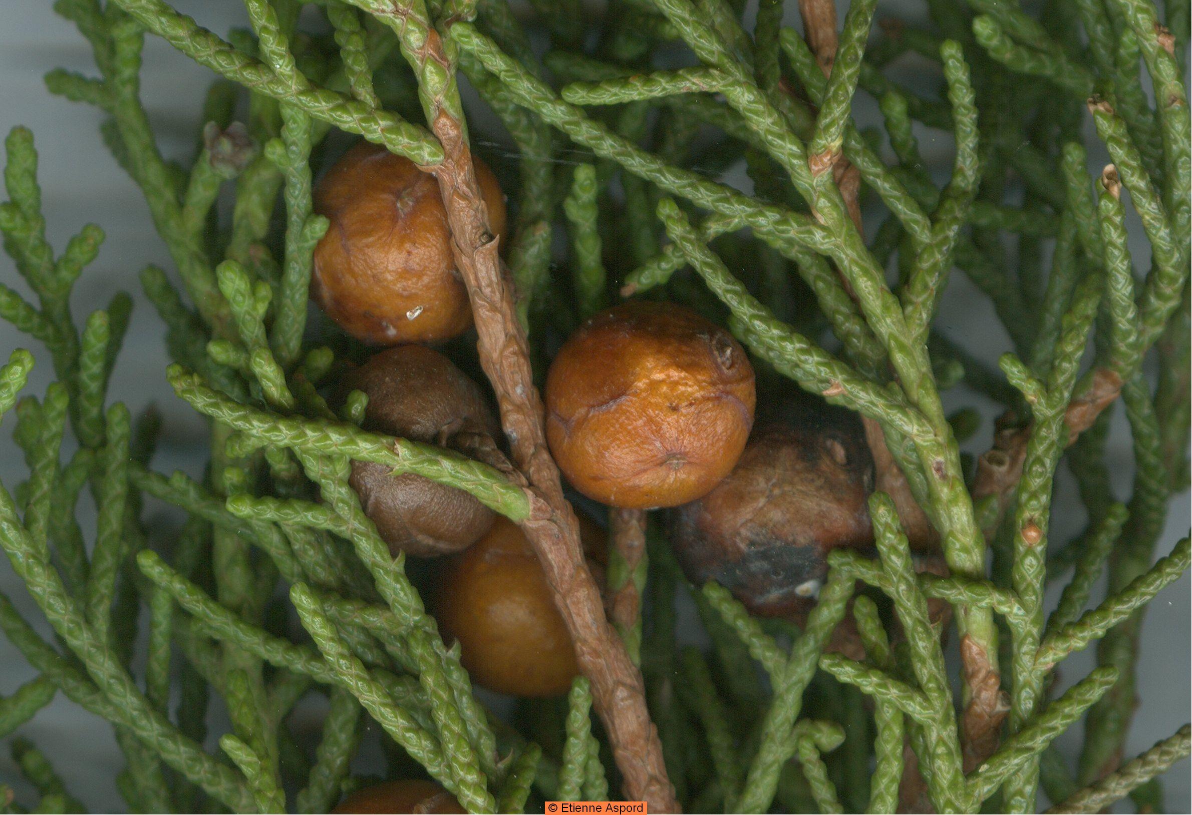 juniperus phoenicea
