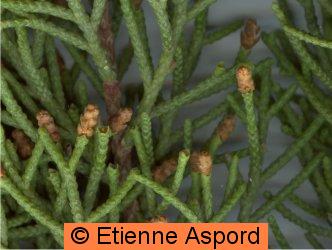juniperus phoenicea