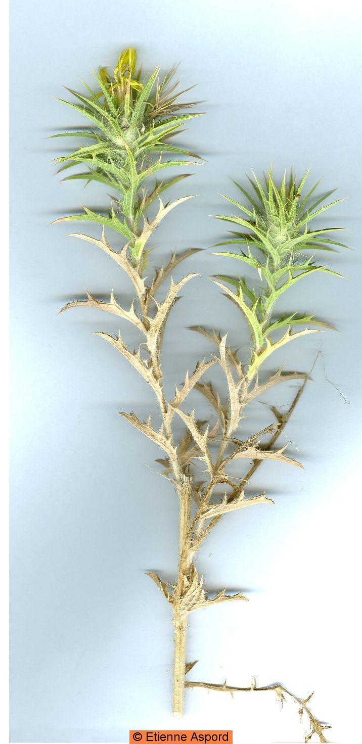 Carthamus lanatuskentrophyllum lanatum