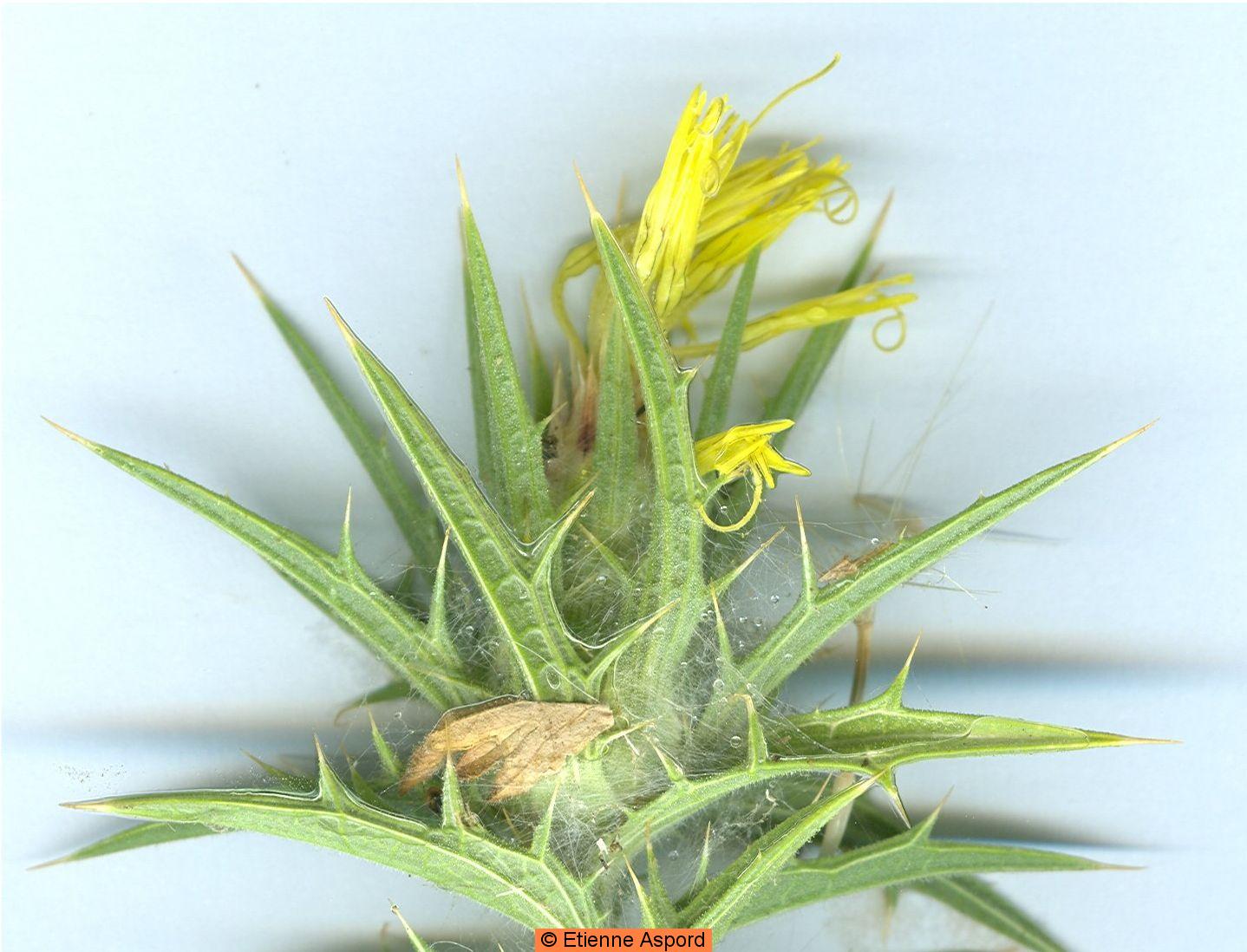 Carthamus lanatuskentrophyllum lanatum