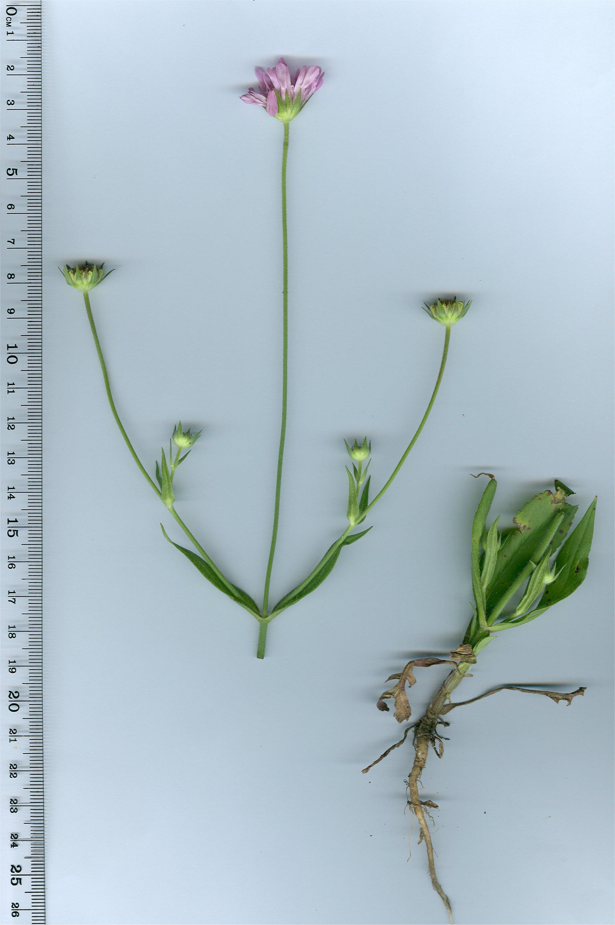 knautia integrifolia