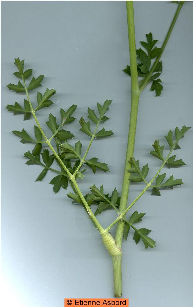 laserpitium gallicum
