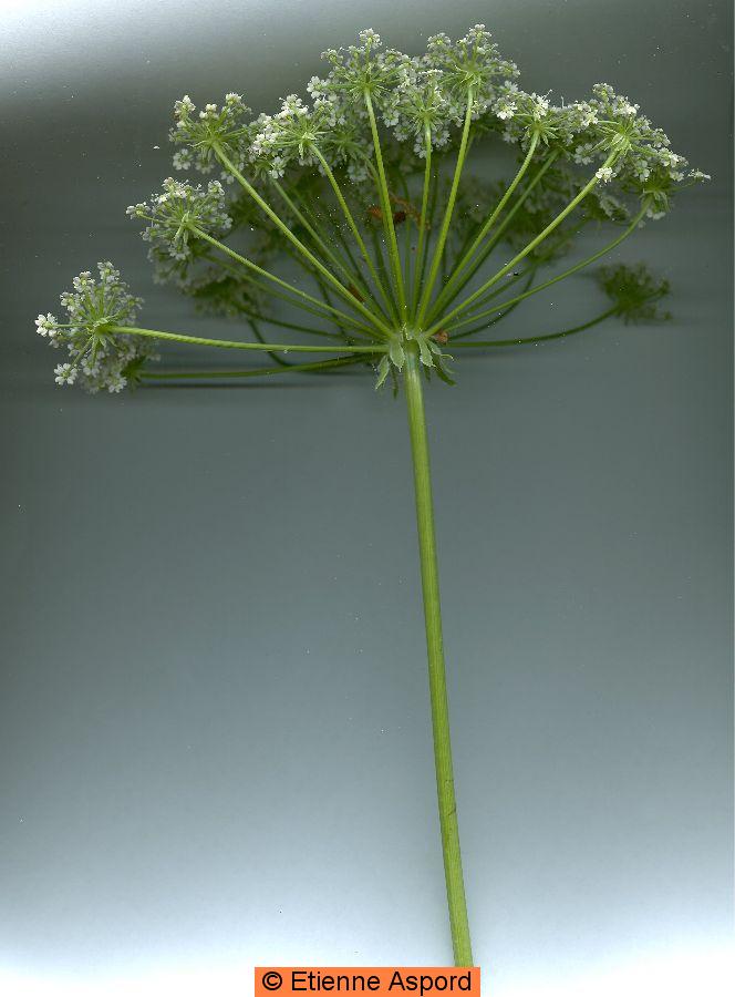 laserpitium gallicum