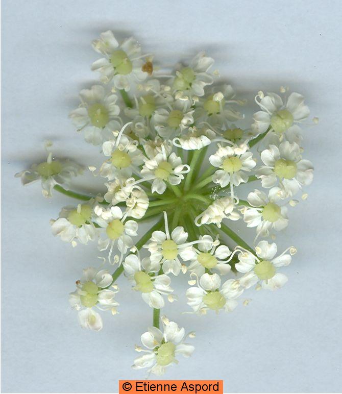 laserpitium gallicum