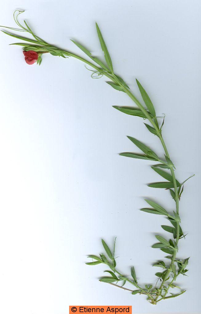 lathyrus cicera 