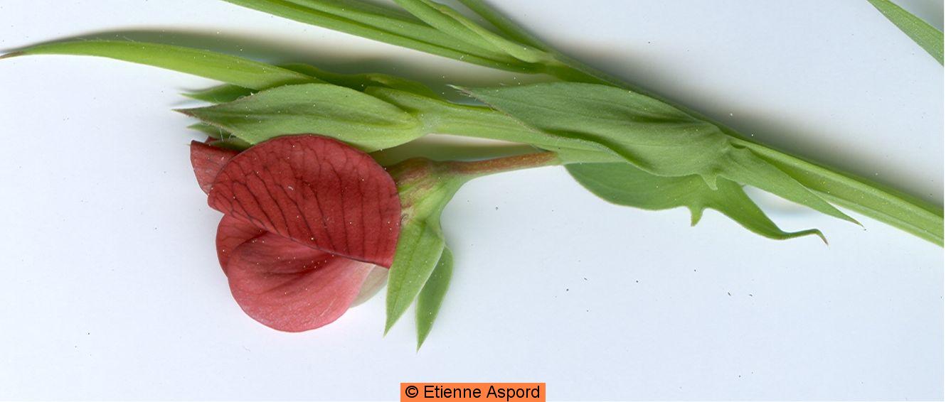 lathyrus cicera 