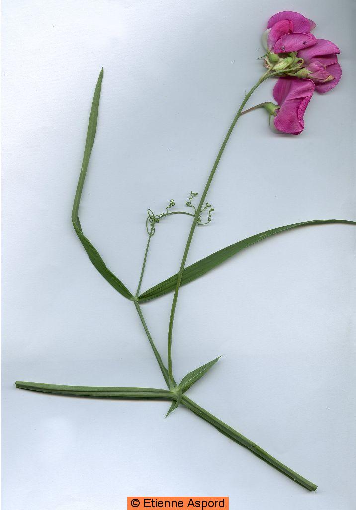 lathyrus latifolius.jpg