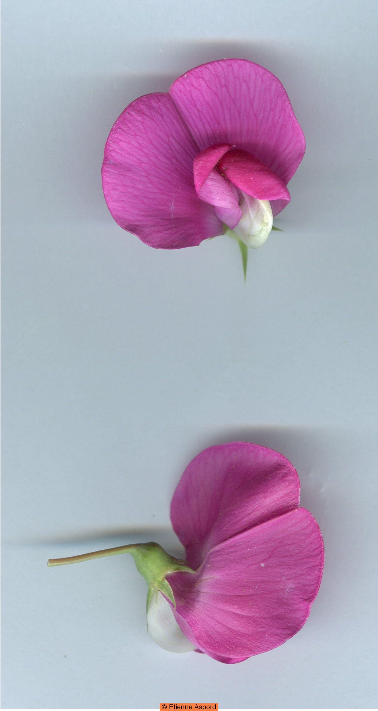 lathyrus latifolius.jpg