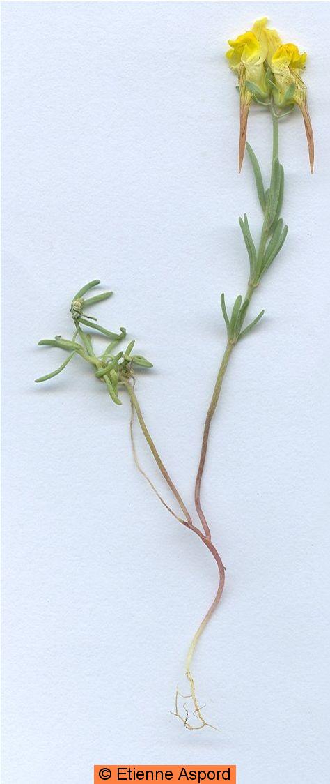 linaria supina