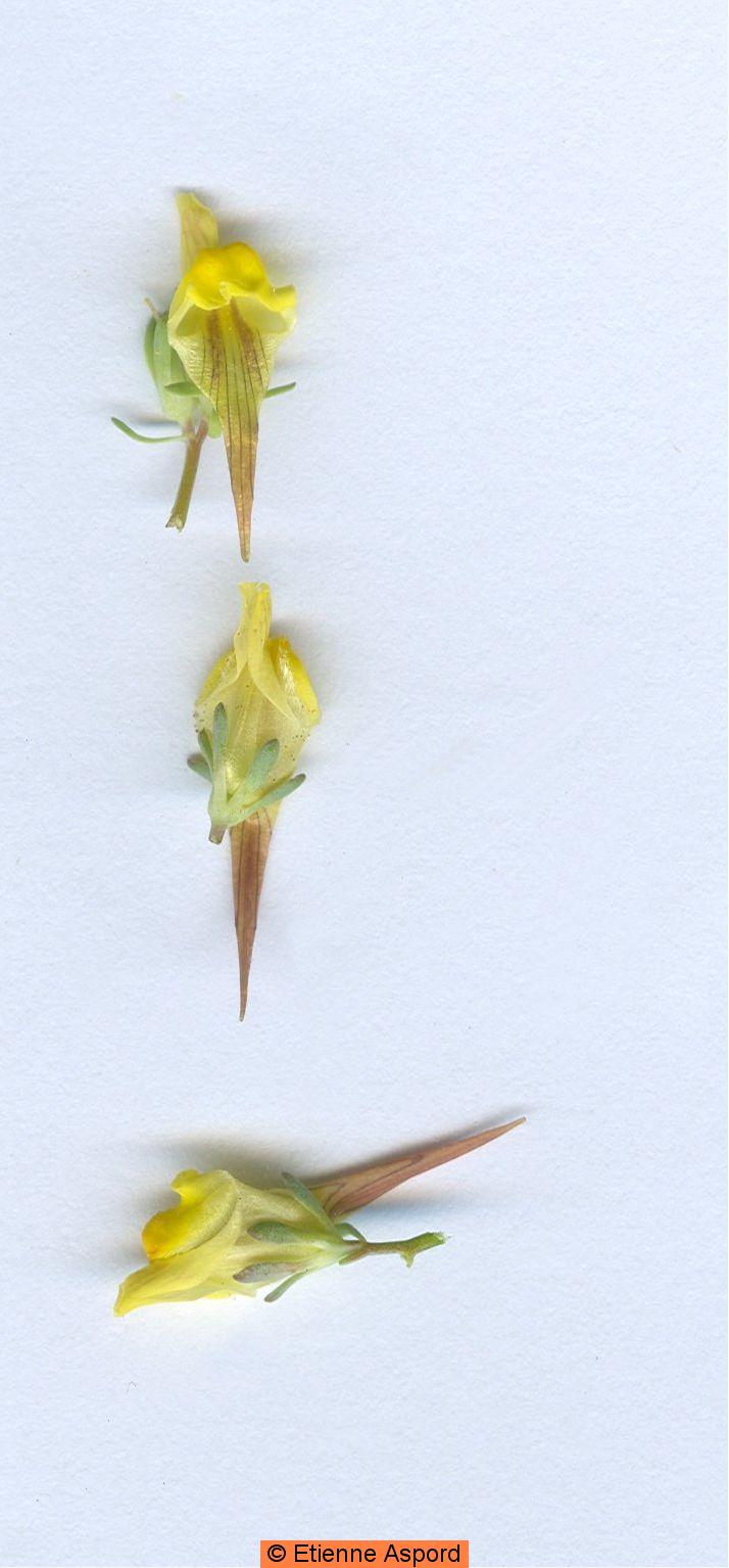 linaria supina