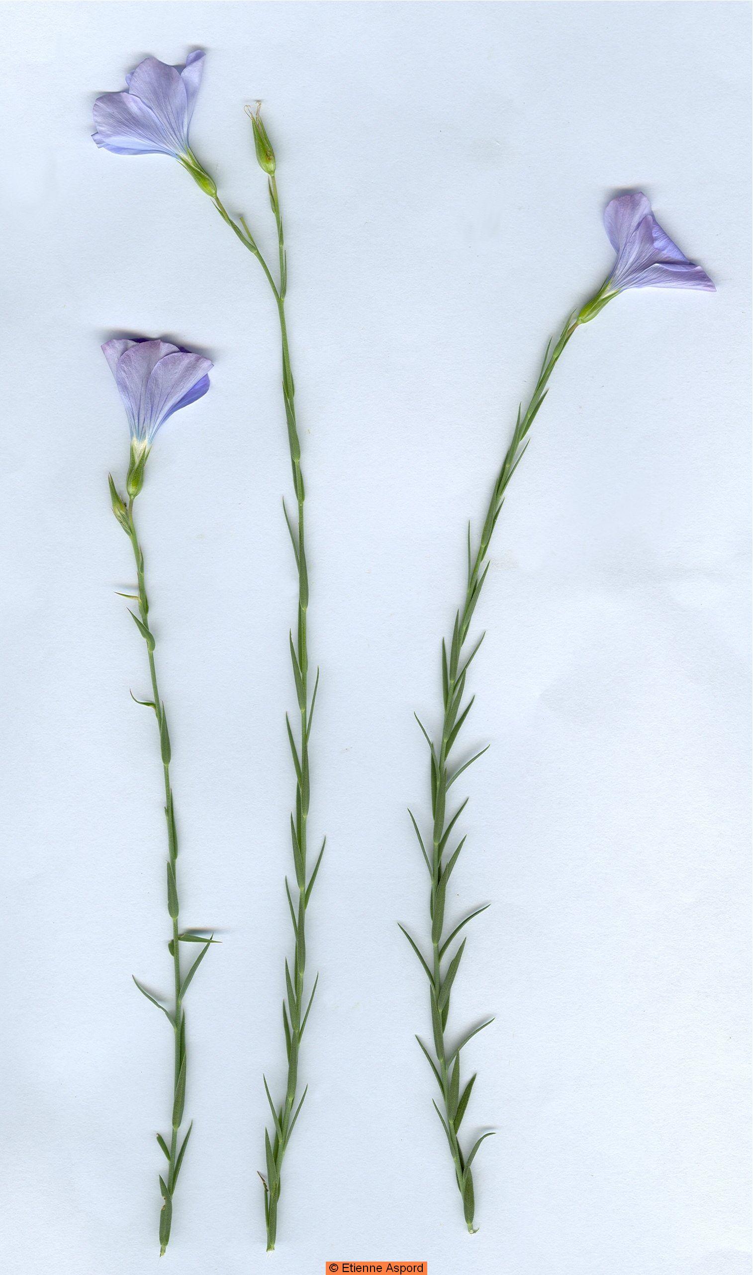 linum narbonense 