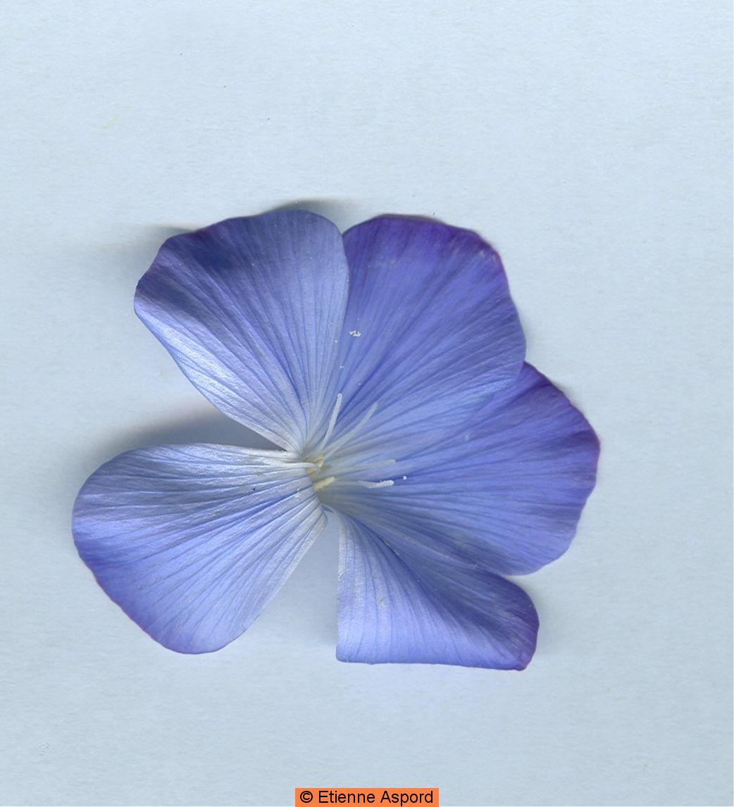 linum narbonense 