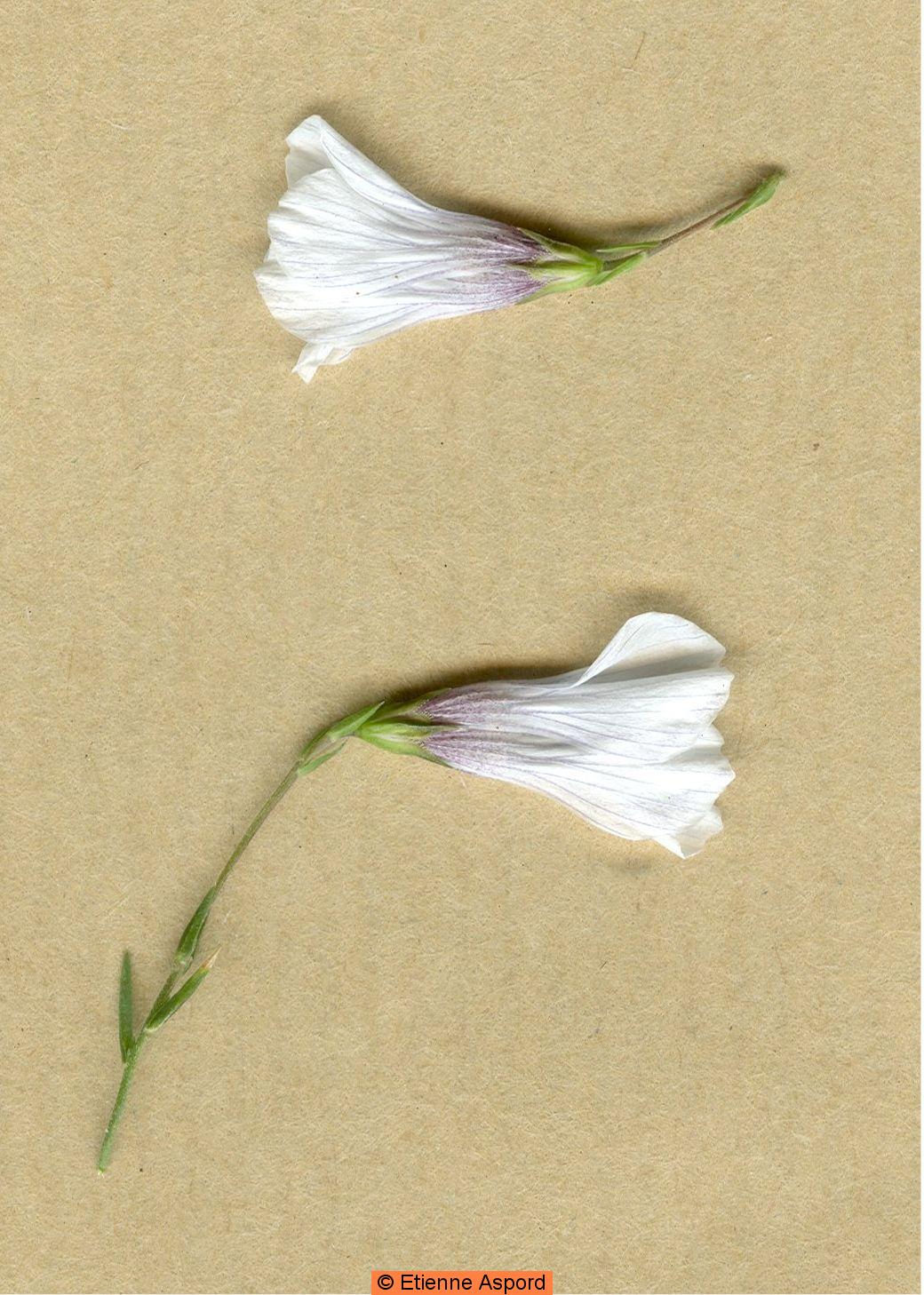 linum suffructicosum.jpg