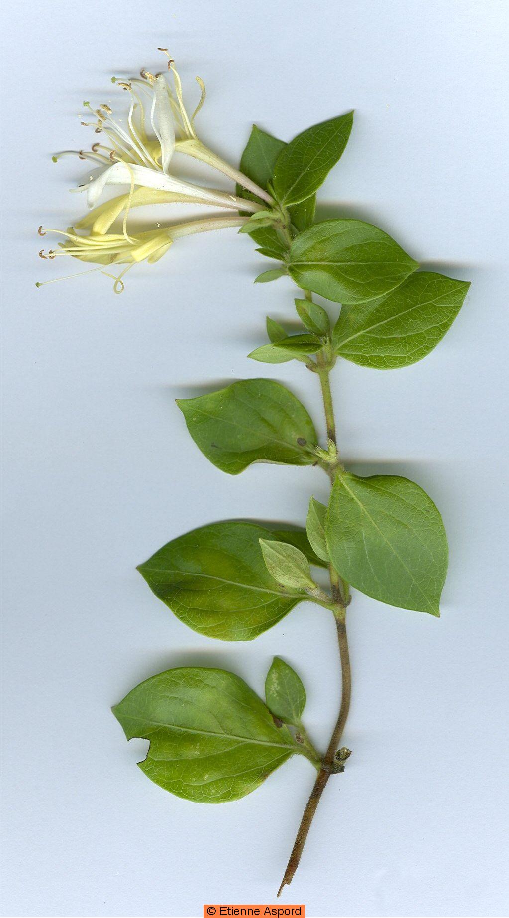 lonicera japonica