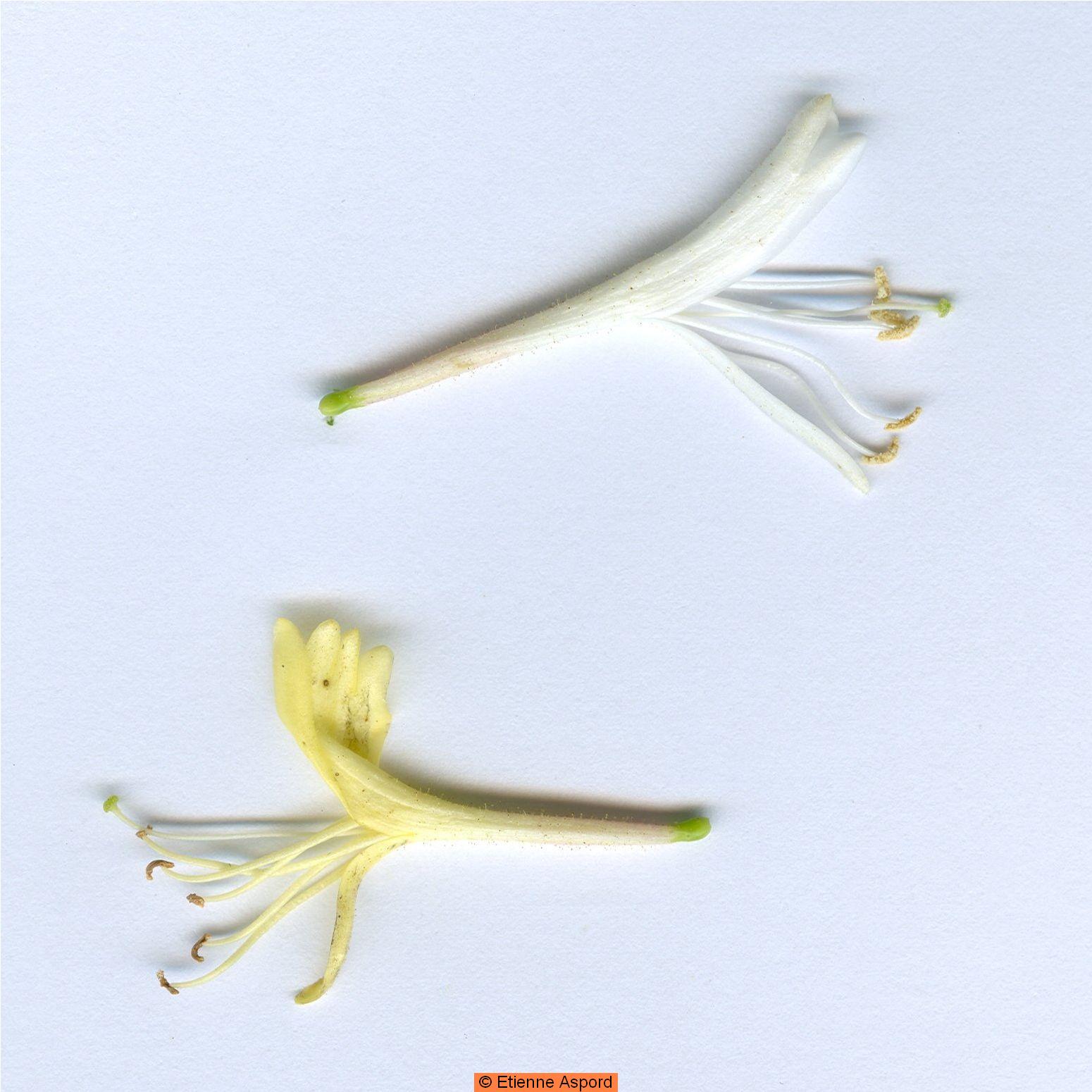 lonicera japonica