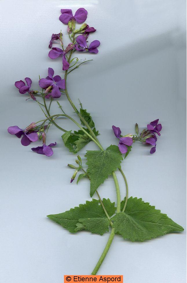Lunaria annualunaria annua