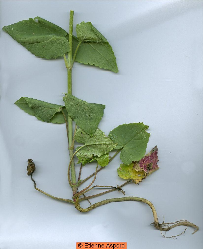 Lunaria annualunaria annua