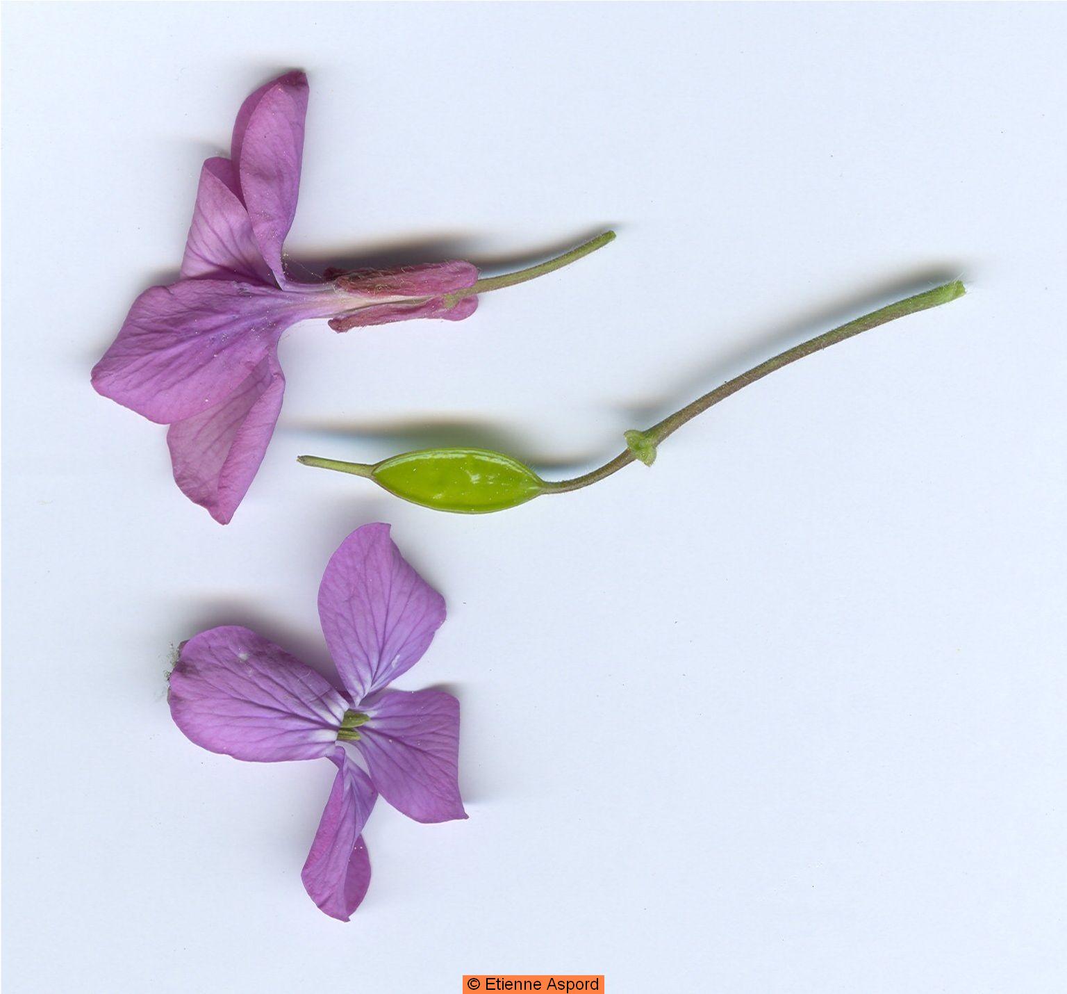 Lunaria annualunaria annua