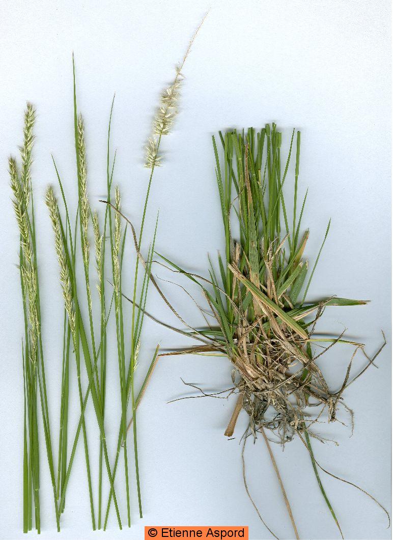 melica ciliata