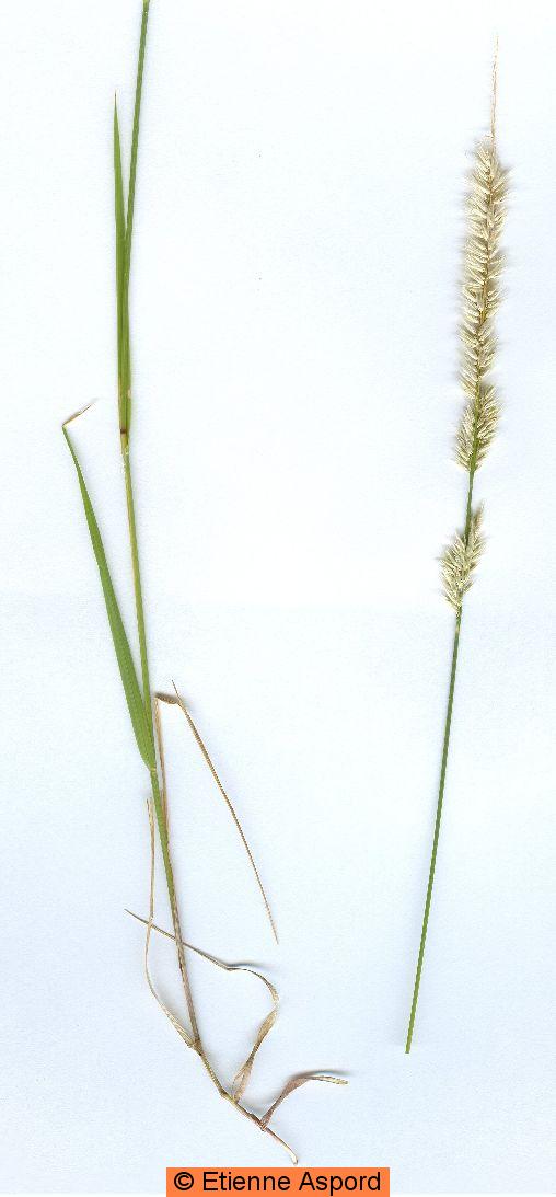 melica ciliata