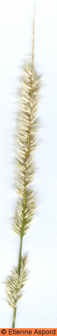 melica ciliata