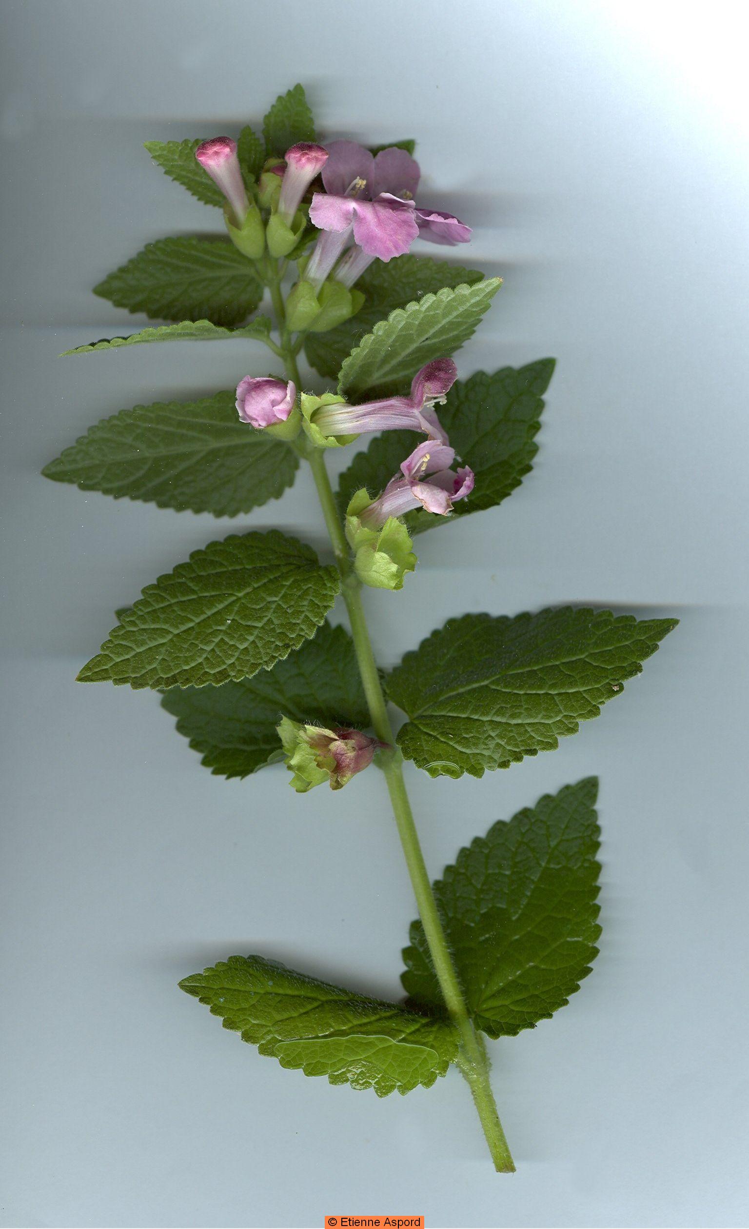 Melittis melissophyllummelittis melissophyllum