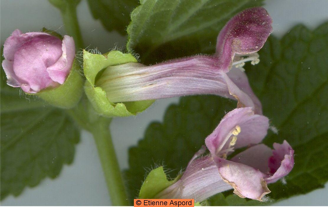 Melittis melissophyllummelittis melissophyllum